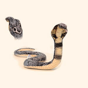 Rettili Cobra Reale